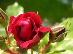 Danslejardindepapietmamie