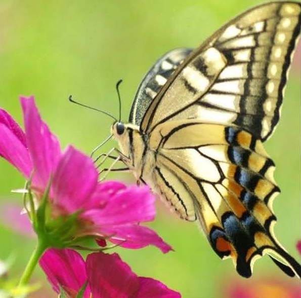 LA FLEUR ET LE PAPILLON