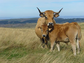 vache1