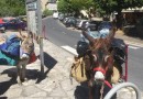 Sur les terres Cévenoles avec Guy Pujol
